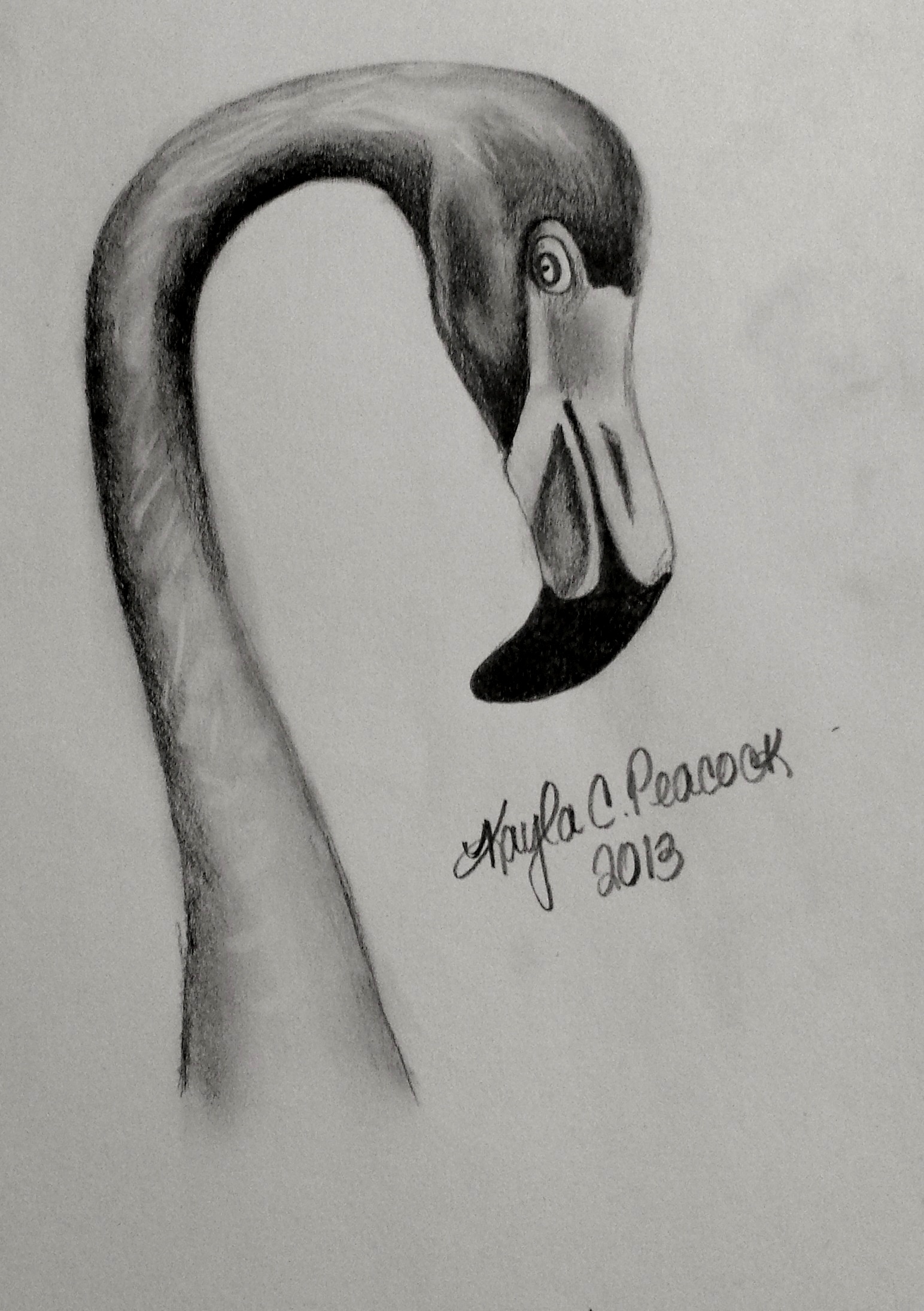 animal drawing | Sketchbook | Page 2